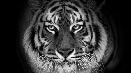 The post-COVID era: are Asian tigers taking the lead again?